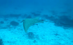 Aetomylaeus vespertilio