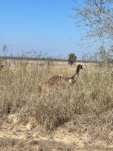 Emu