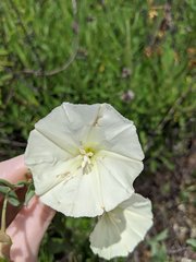 Calystegia peirsonii
