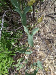 Calystegia peirsonii