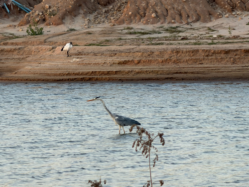 Grey Heron