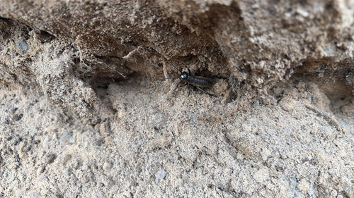 European Field Cricket