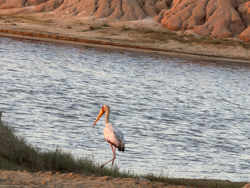 Yellow-billed Stork