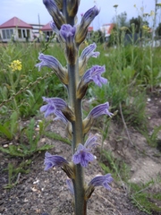 Phelipanche purpurea