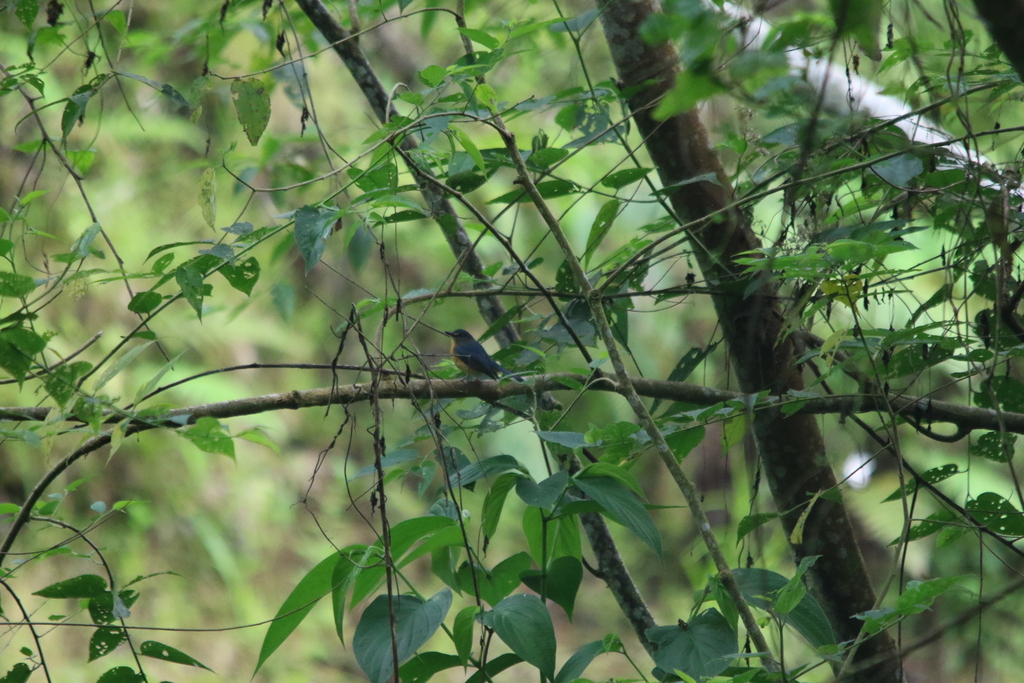Sikatan bakau sulawesi (Cyornis omissus)