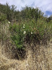 Calystegia peirsonii