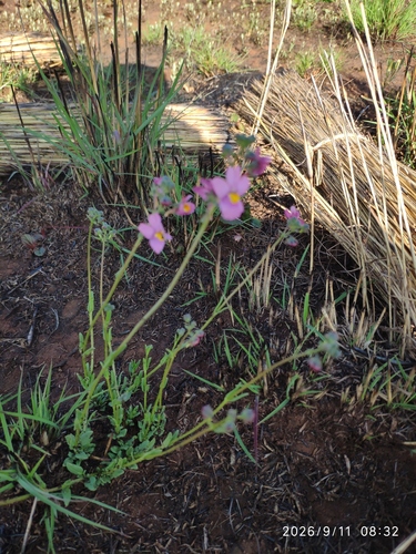 Nemesia fruticans