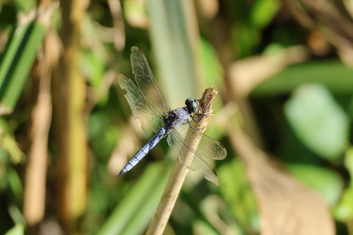 Keeled Skimmer