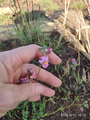 (c) Antoinette Eyssell Knox, some rights reserved (CC BY-SA) Nemesia fruticans, photograph (c) Antoinette Eyssell Knox, some rights reserved (CC BY-SA)