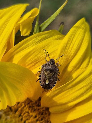Sloe Bug