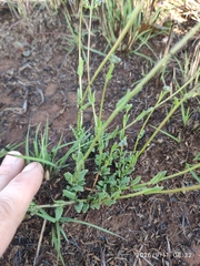 (c) Antoinette Eyssell Knox, some rights reserved (CC BY-SA) Nemesia fruticans, photograph (c) Antoinette Eyssell Knox, some rights reserved (CC BY-SA)