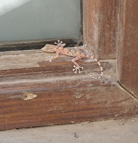 Yellow Fan-fingered Gecko