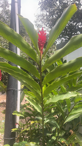 Red Ginger