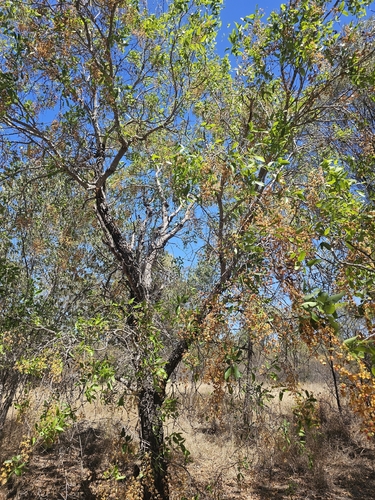 Cassia brewsteri observed 2026-09-15