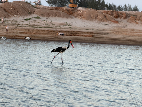 Saddle-billed Stork