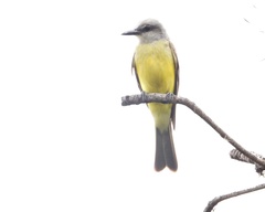 Tyrannus melancholicus