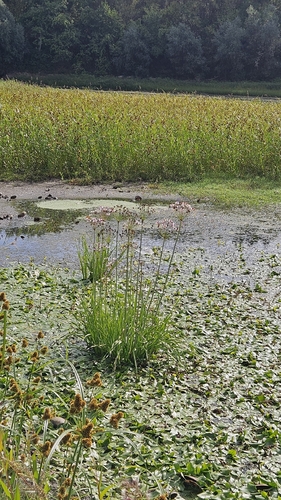 Flowering-rush
