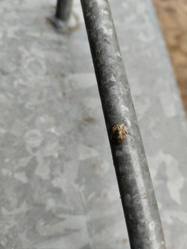 Cream-streaked Ladybird