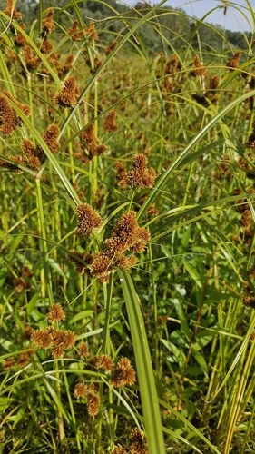 clustered flatsedge