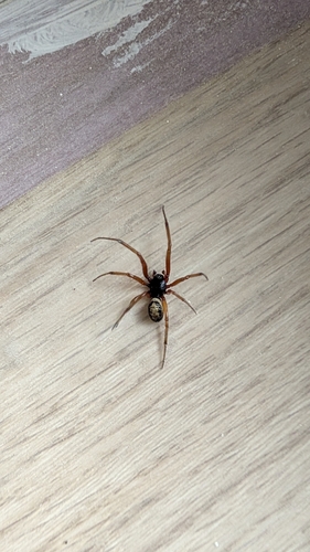Noble False Widow