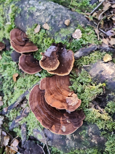 Hymenochaete microcycla observed 2026-09-15