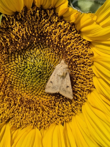 Cotton Bollworm Moth