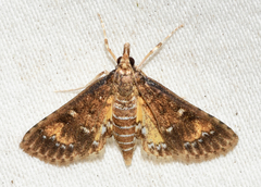 Niphograpta albiguttalis