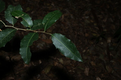 Drypetes deplanchei, photograph (c) Greg Tasney, some rights reserved (CC BY-SA)