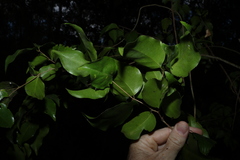 Gossia bidwillii, photograph (c) Greg Tasney, some rights reserved (CC BY-SA)