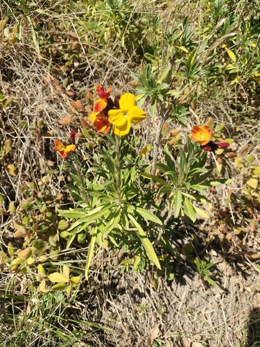 Erysimum cheiri observed 2026-09-15