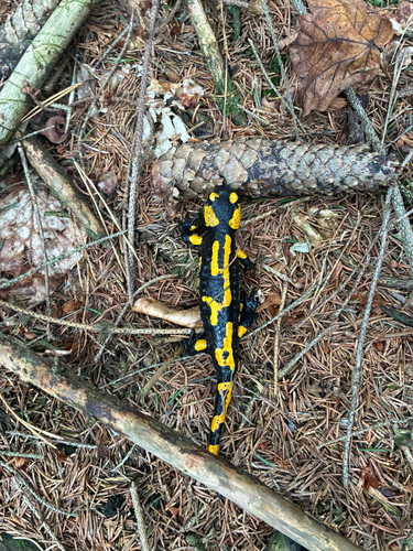 Fire Salamander
