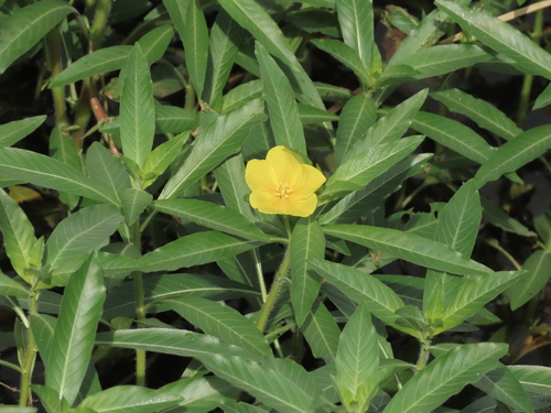 Ludwigia grandiflora, photograph 5