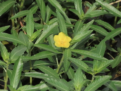 Ludwigia grandiflora, photograph author not stated, no rights reserved
