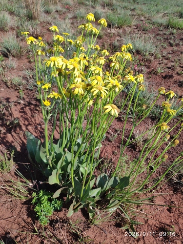 Senecio coronatus