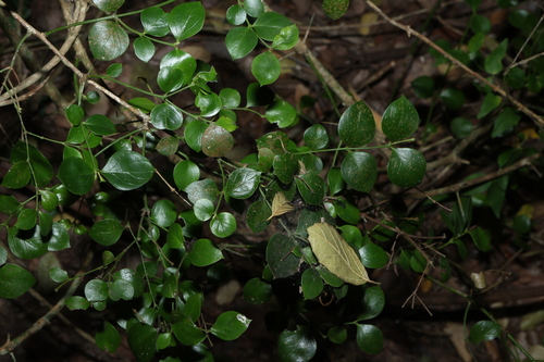 Carissa ovata, photograph 3
