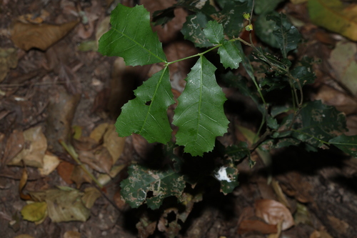 Elattostachys xylocarpa, photograph 6