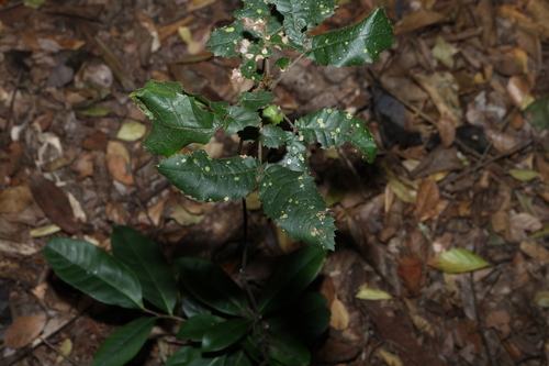 Alectryon tomentosus, photograph 1