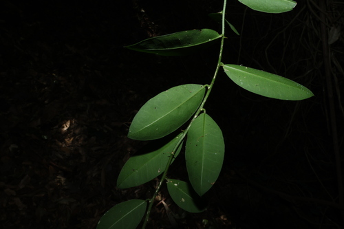 Capparis arborea, photograph 6
