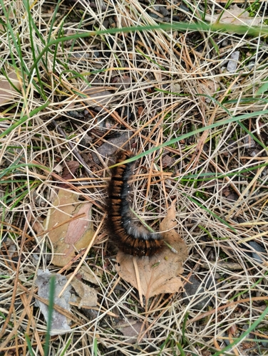 Fox Moth