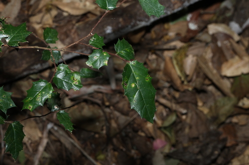 Aphananthe philippinensis, photograph 3