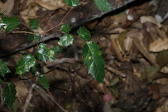 Aphananthe philippinensis, photograph (c) Greg Tasney, some rights reserved (CC BY-SA)