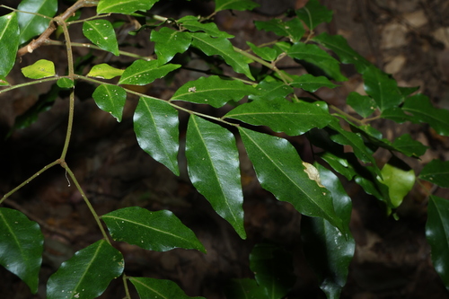 Pararchidendron pruinosum, photograph 4