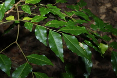 Pararchidendron pruinosum, photograph (c) Greg Tasney, some rights reserved (CC BY-SA)