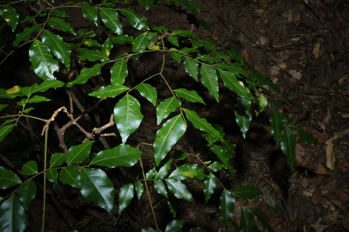 Pararchidendron pruinosum, photograph 3