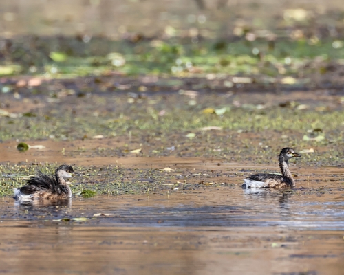 Australasian Grebe