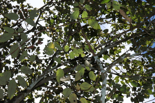 Mallotus philippensis, photograph 6