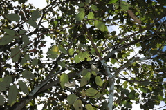 Mallotus philippensis, photograph (c) Greg Tasney, some rights reserved (CC BY-SA)