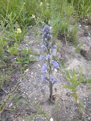 Phelipanche purpurea