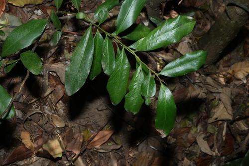 Diospyros australis, photograph 5