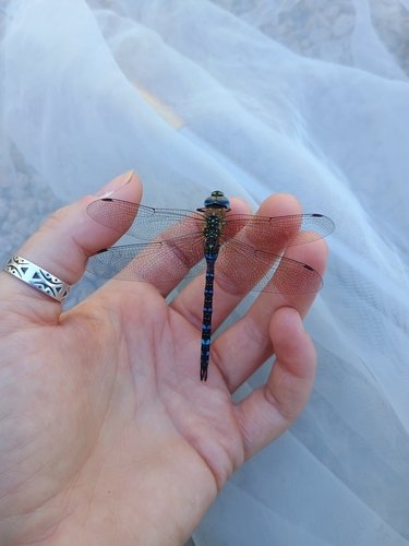 Migrant Hawker